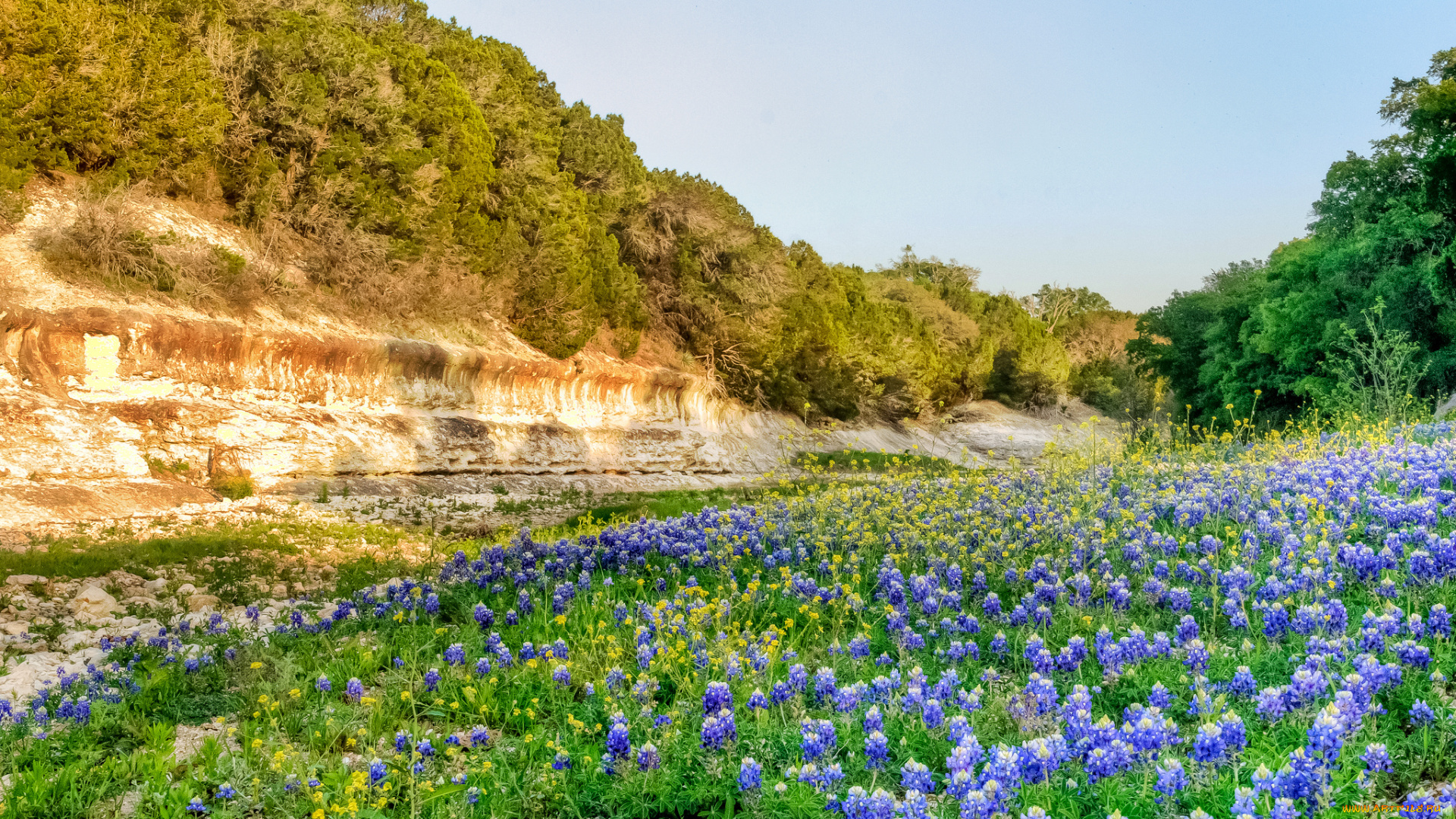 природа, луга, ложбина, пригоорок, трава, цветы