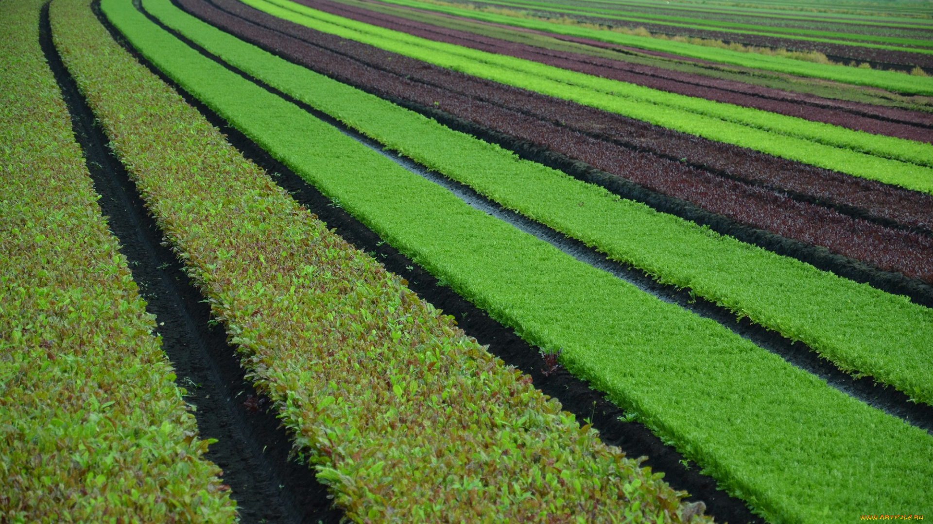 природа, луга, поле, зелень, полосы