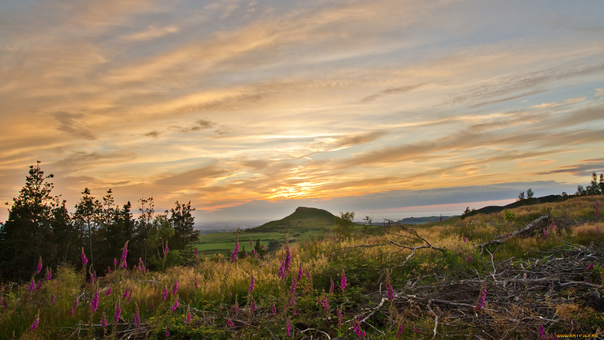 природа, луга, равнина, холм, трава, цветы, облака, свет
