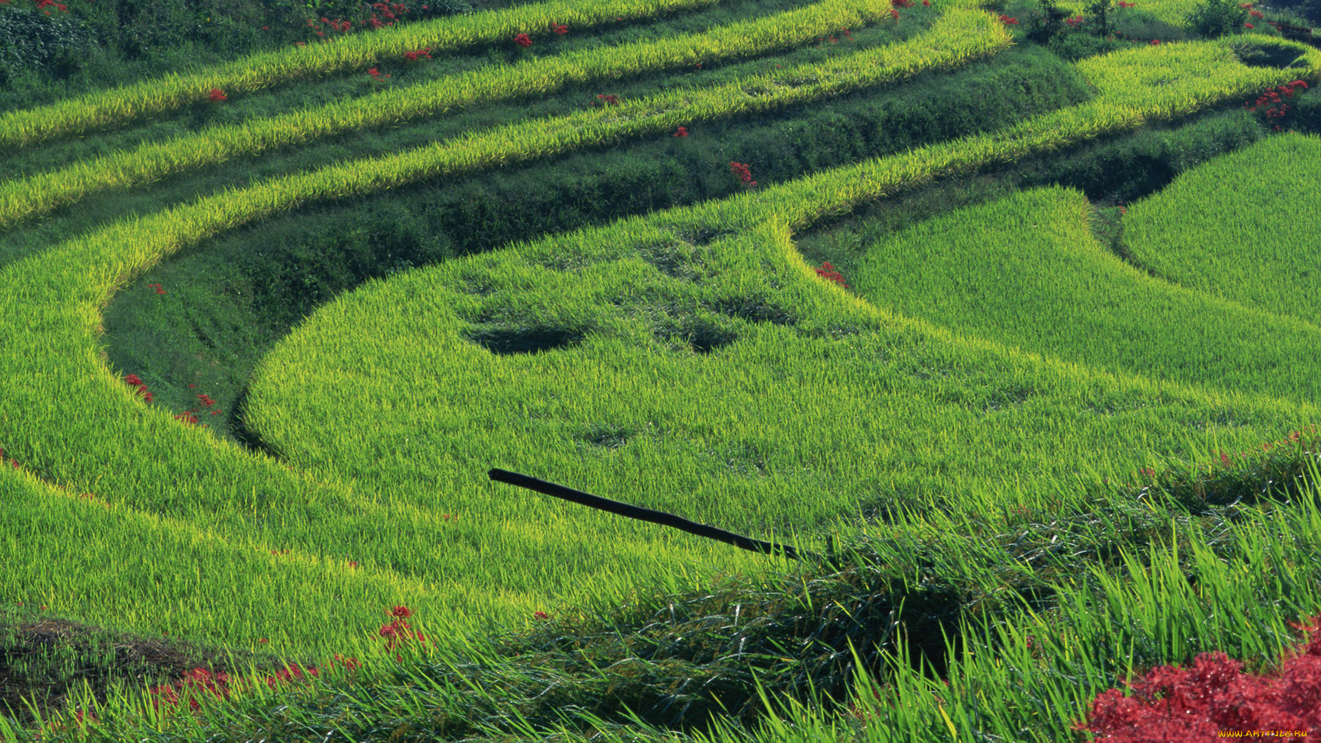 природа, поля, цветы, ярусы, кольца, круги, трава, зелень, поле