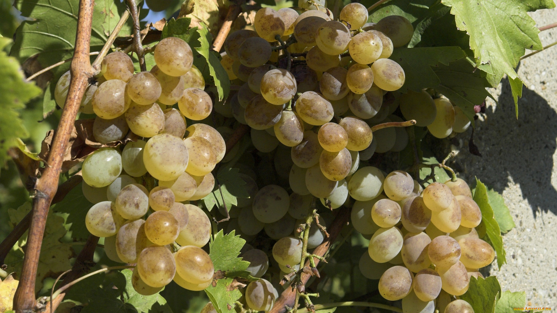 природа, Ягоды, , виноград, виноград, белый, листья, грозди, веточки