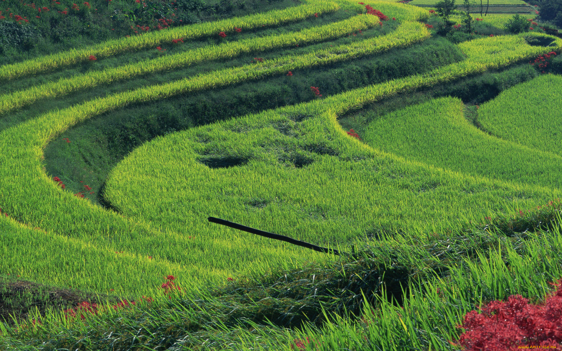 природа, поля, цветы, ярусы, кольца, круги, трава, зелень, поле