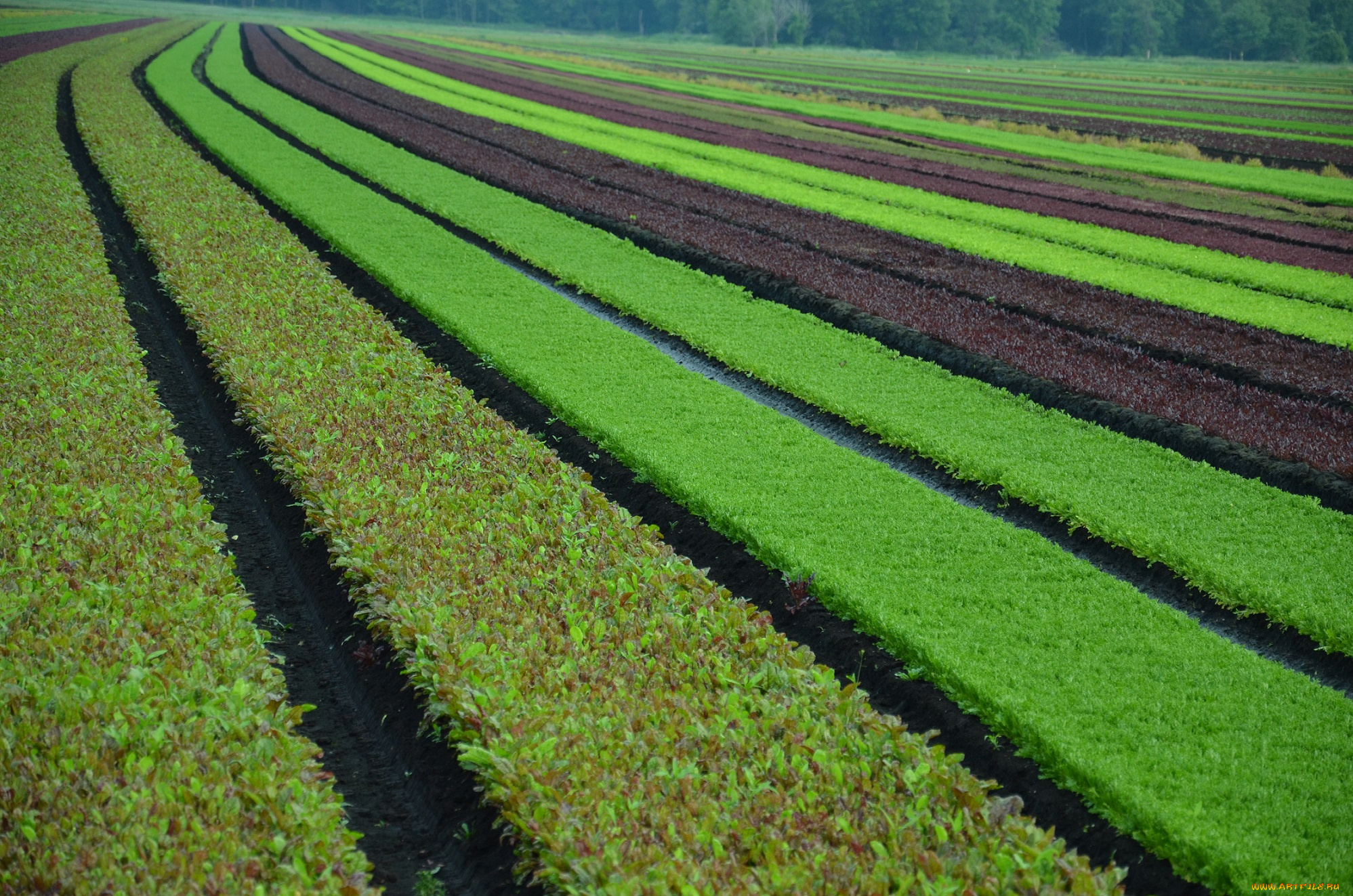 природа, луга, поле, зелень, полосы