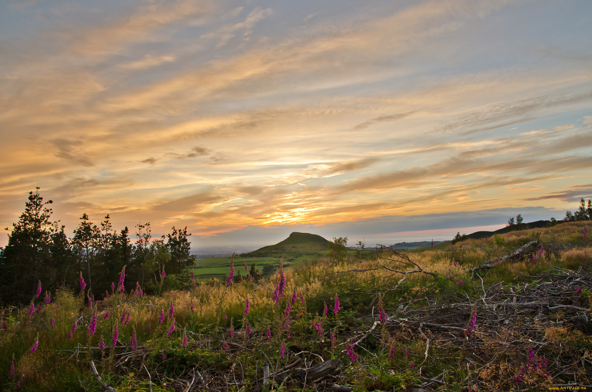 природа, луга, равнина, холм, трава, цветы, облака, свет