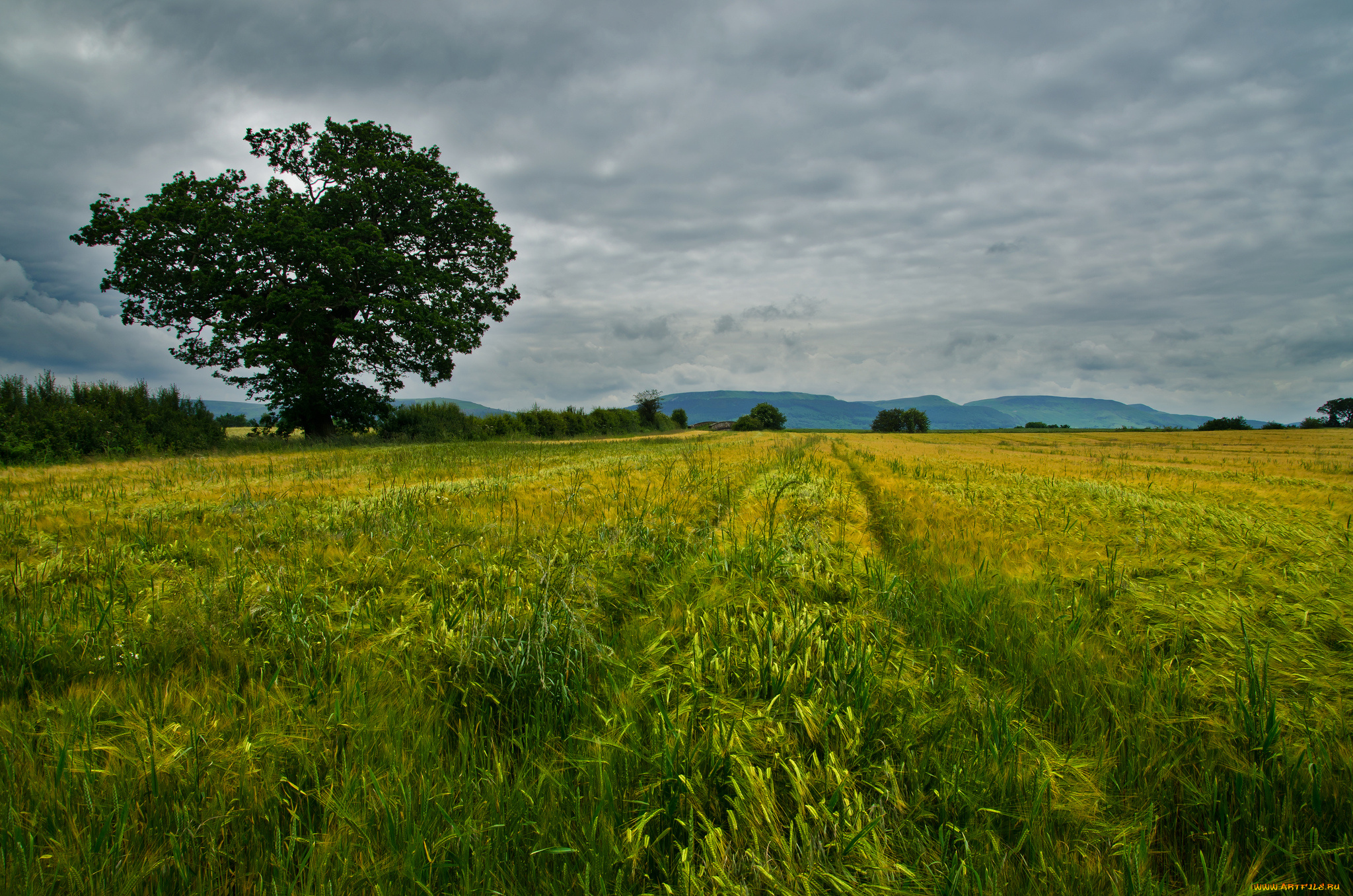 природа, поля, поле, рожь, деревья, тучи