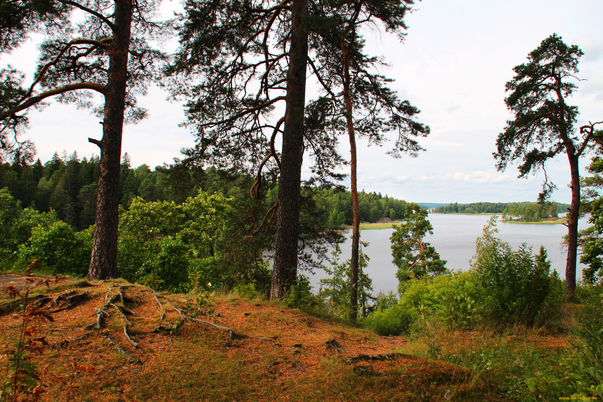 парк, монрепо, выборг, природа, реки, озера, парк, деревья, река, выборг, монрепо