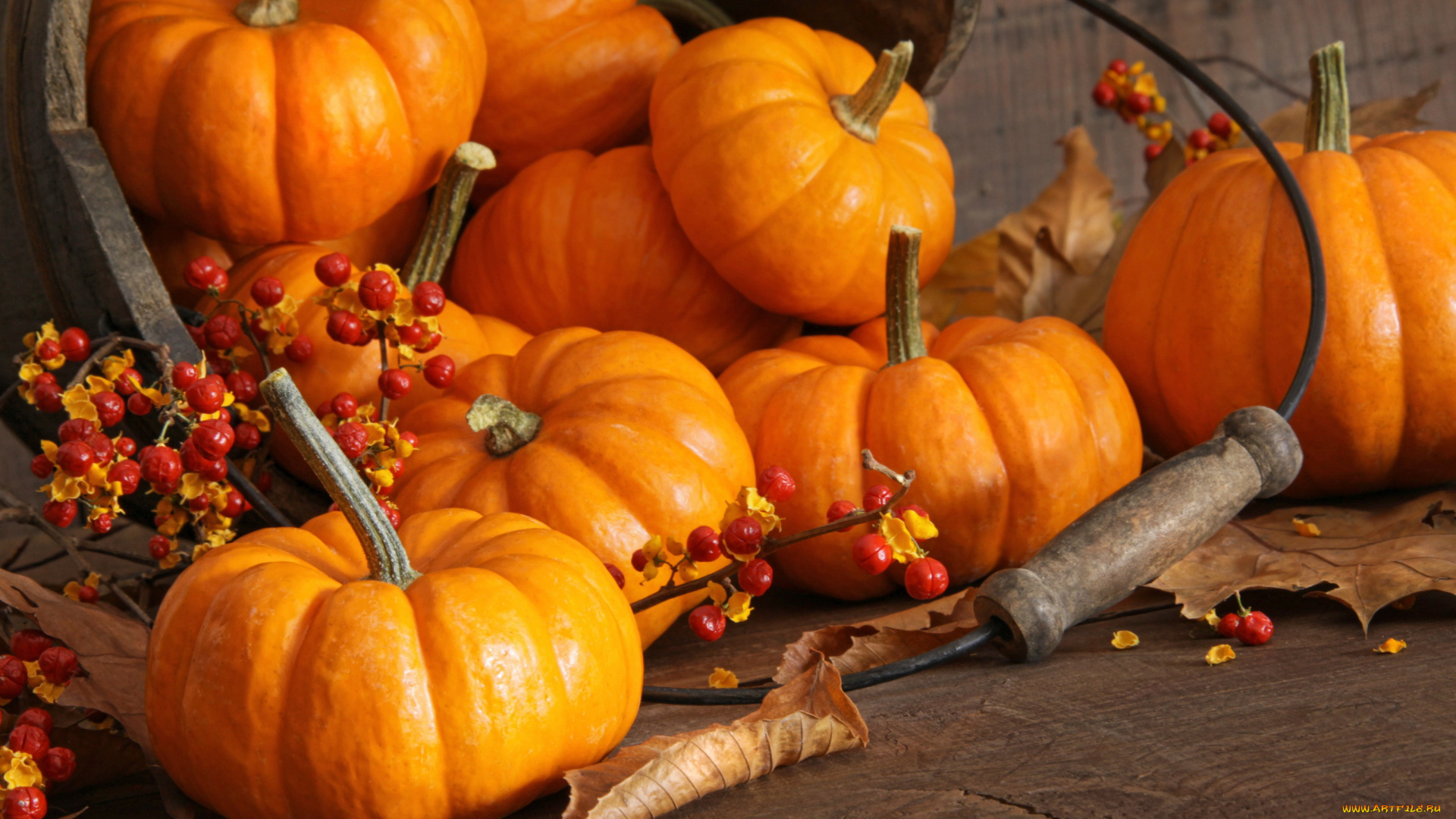 еда, тыква, урожай, осень