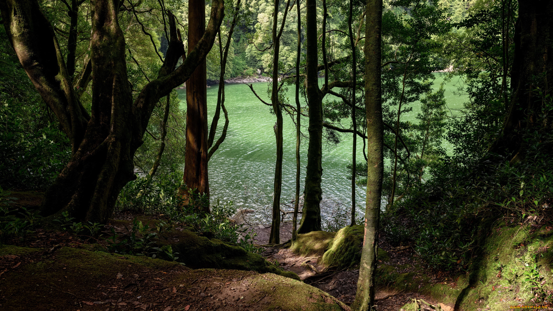 остров, сан-мигель, португалия, природа, реки, озера, озеро, португалия, сан-мигель, деревья, лес, остров