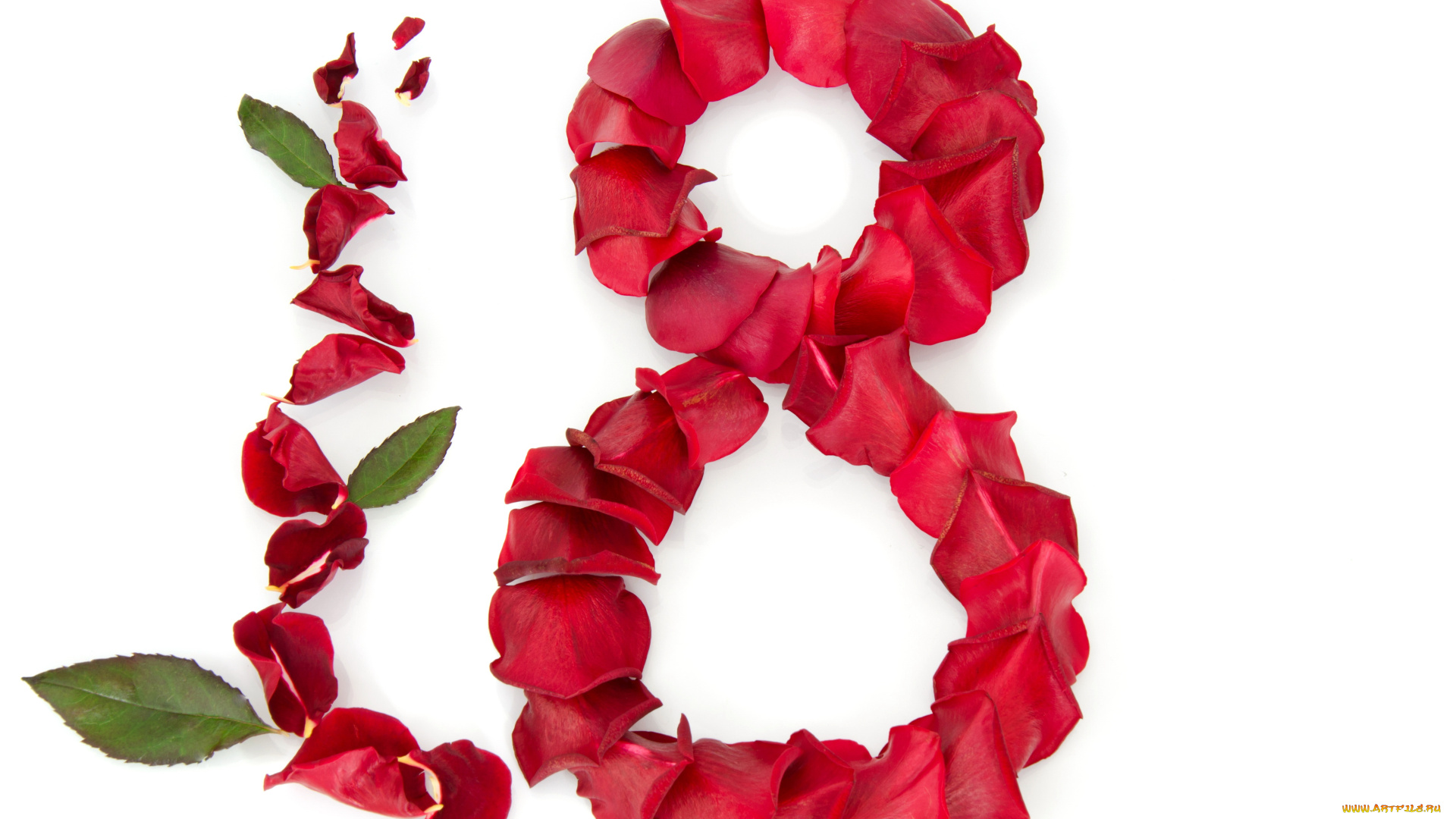 праздничные, международный, женский, день, -, 8, марта, розы, лепестки, праздник, женщины, 8, марта