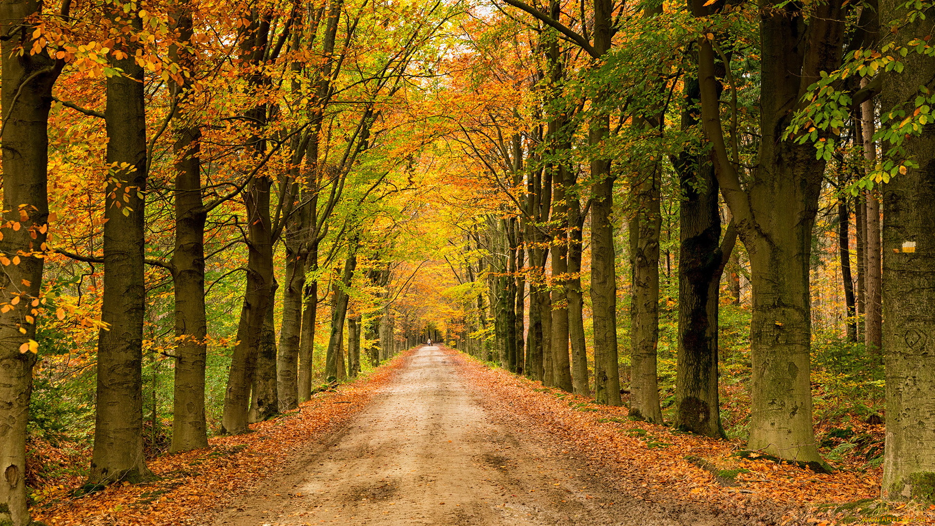 природа, дороги, лес, осень