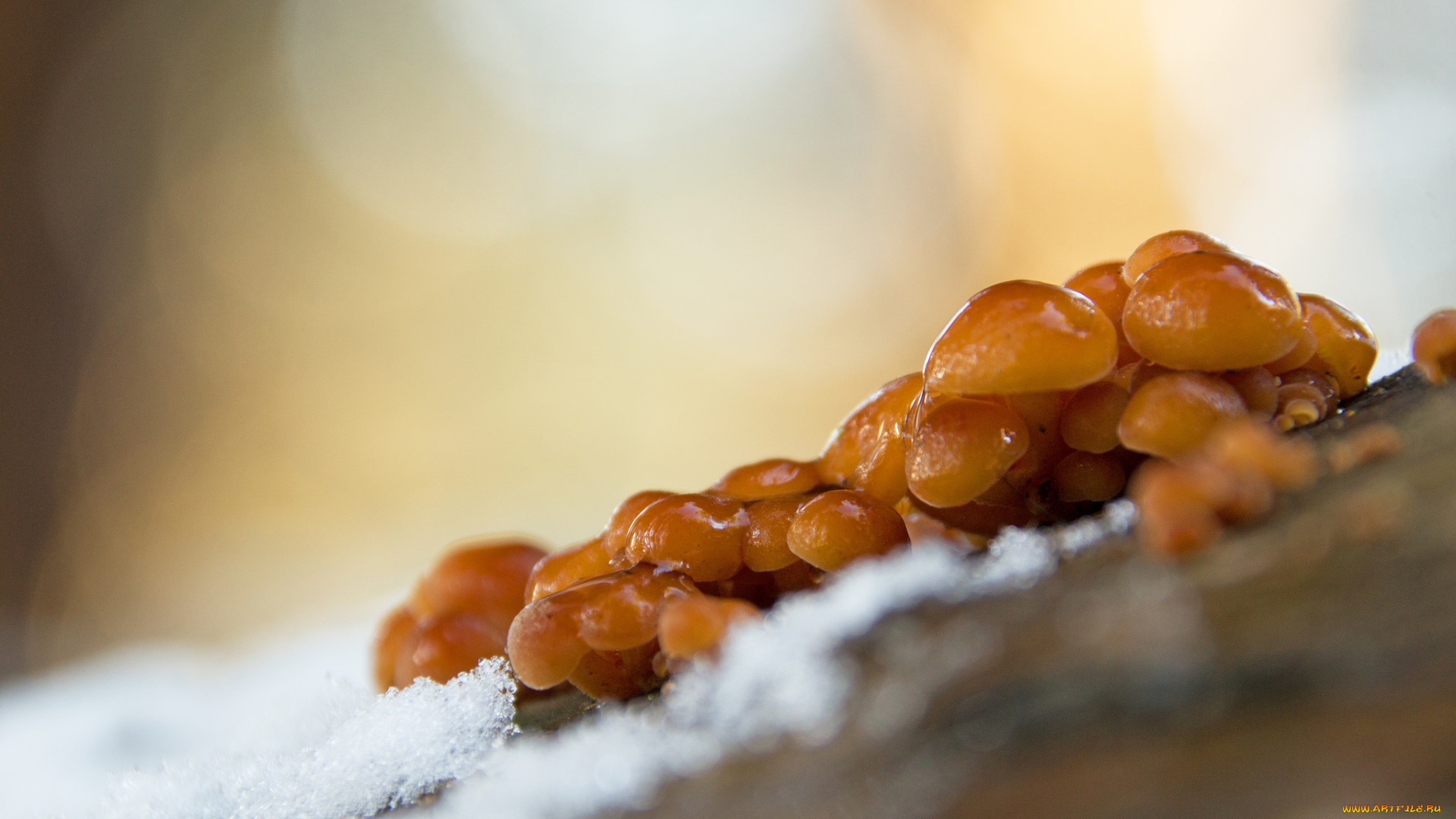 природа, грибы, фон, капли, утро, роса, зимний, гриб, макро, сырость