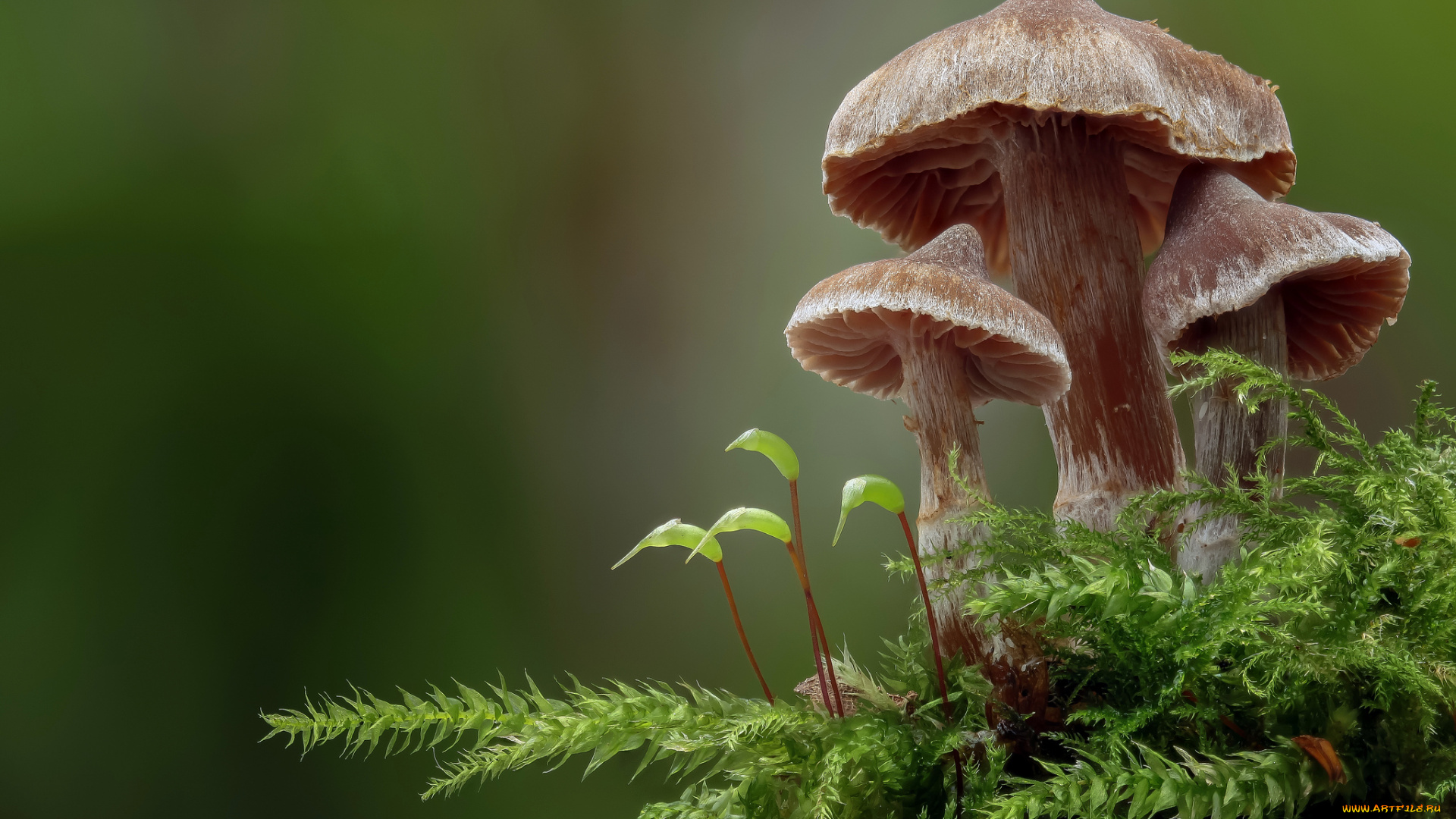 природа, грибы, макро, мох