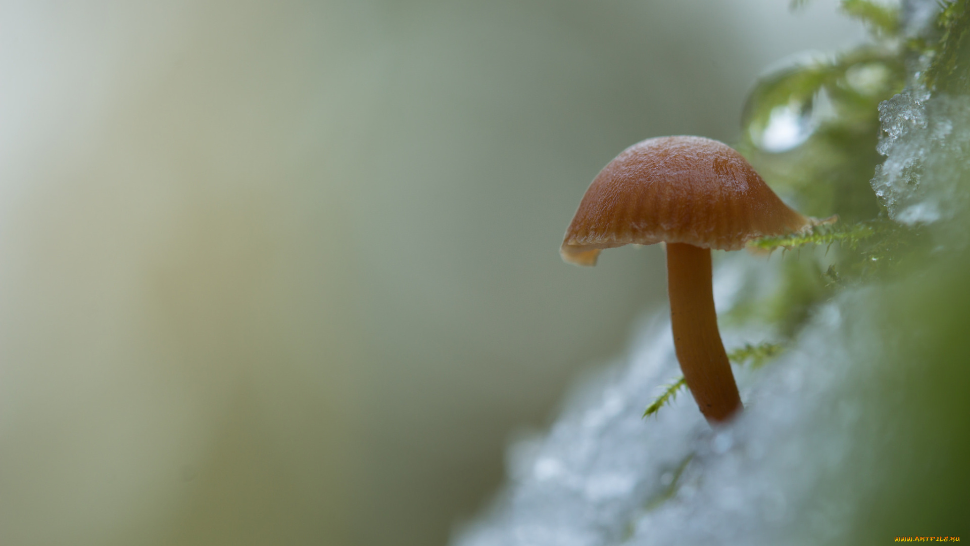 природа, грибы, снег, утро, грибок, зимний, фон, гриб