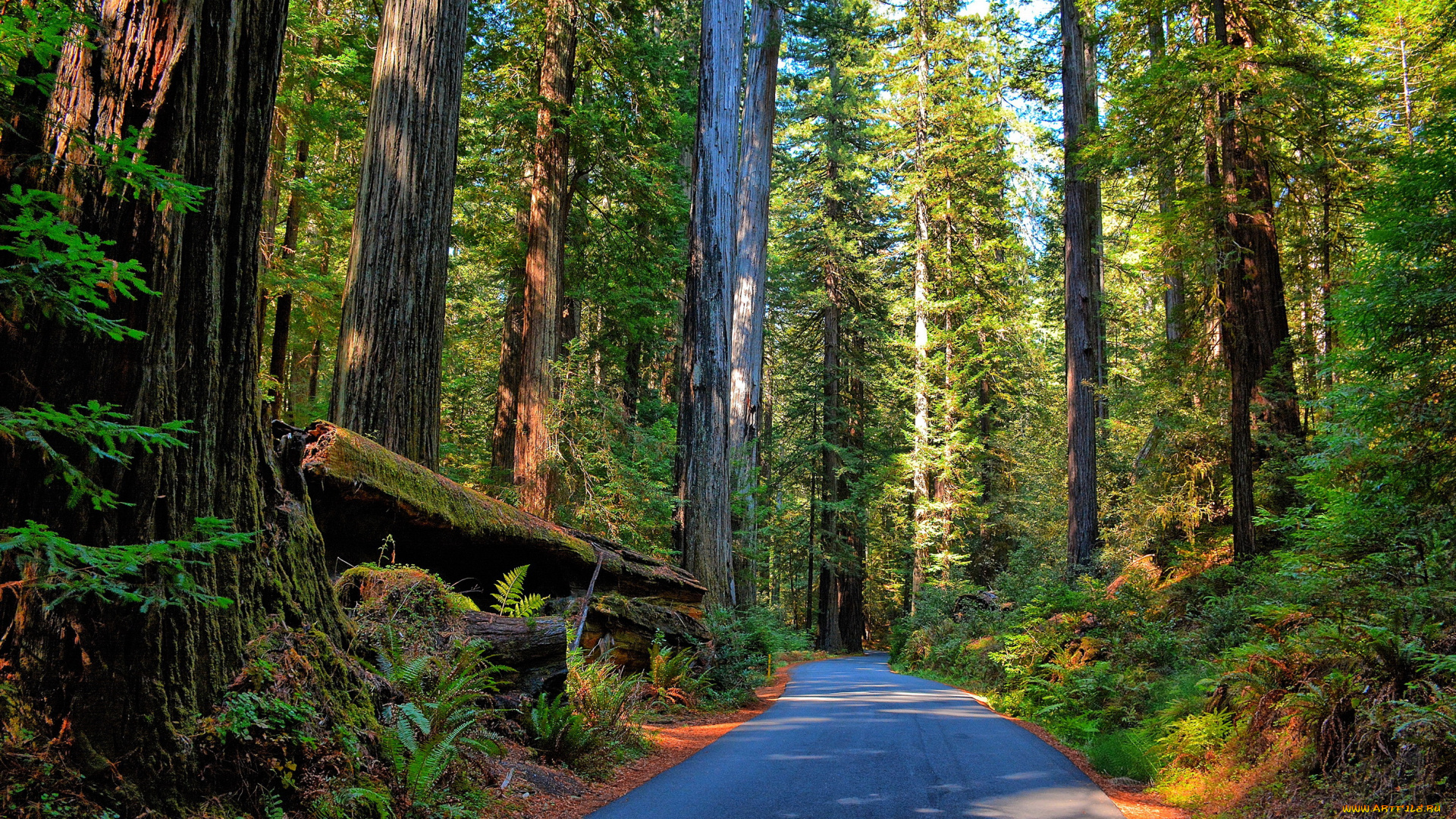 природа, лес, дорога, сосны, ствол