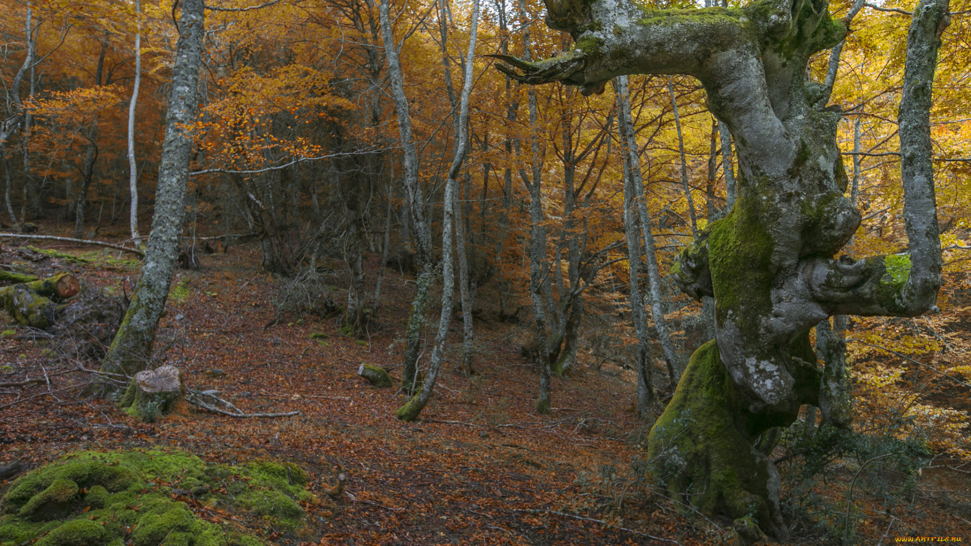 природа, лес, осень, стволы, листва