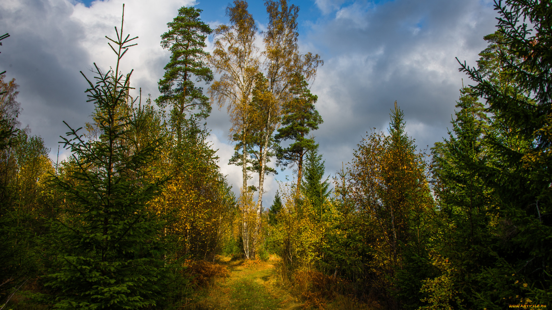 природа, лес, прогалина