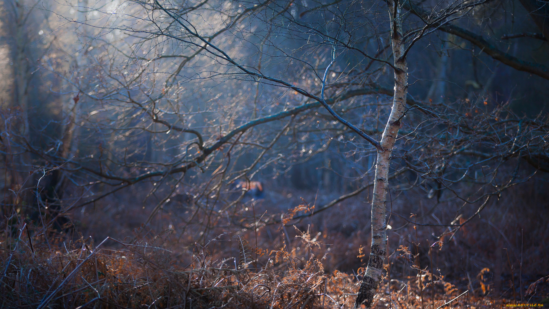 природа, лес, утро, берёза