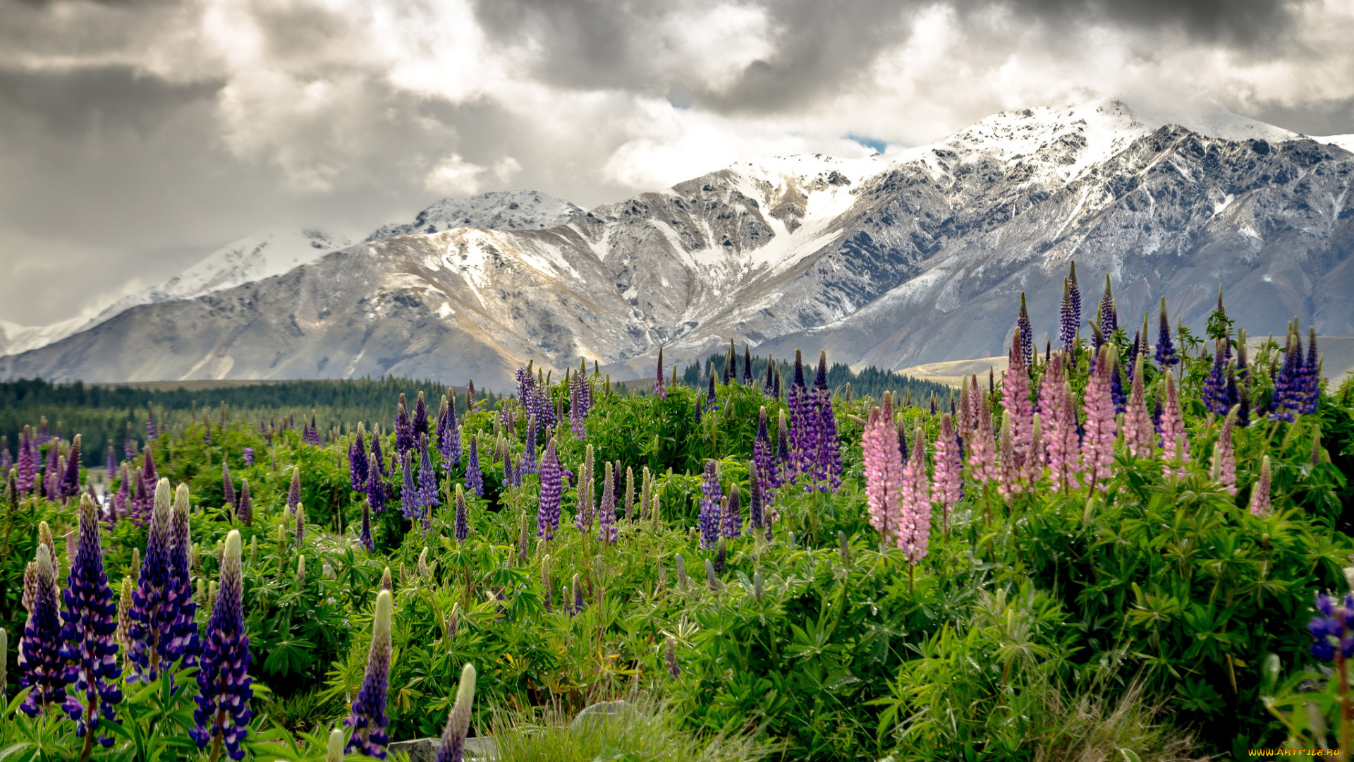 природа, луга, цветы, горы