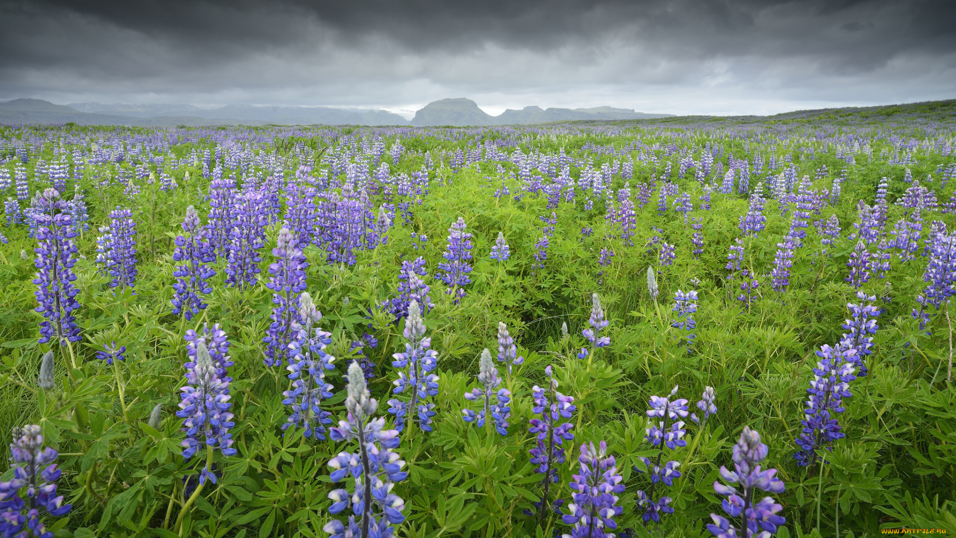 природа, луга, поле, трава, цветы