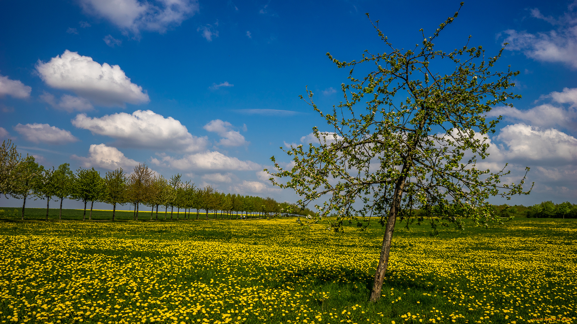 природа, луга, синее, небо, цветы, деревья, весна, одуванчики, луг