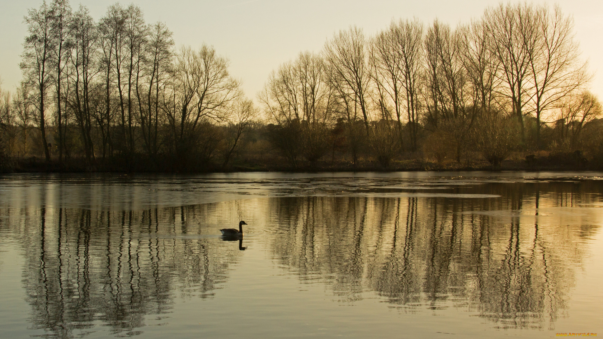 природа, реки, озера, деревья, озеро, вечер, гусь