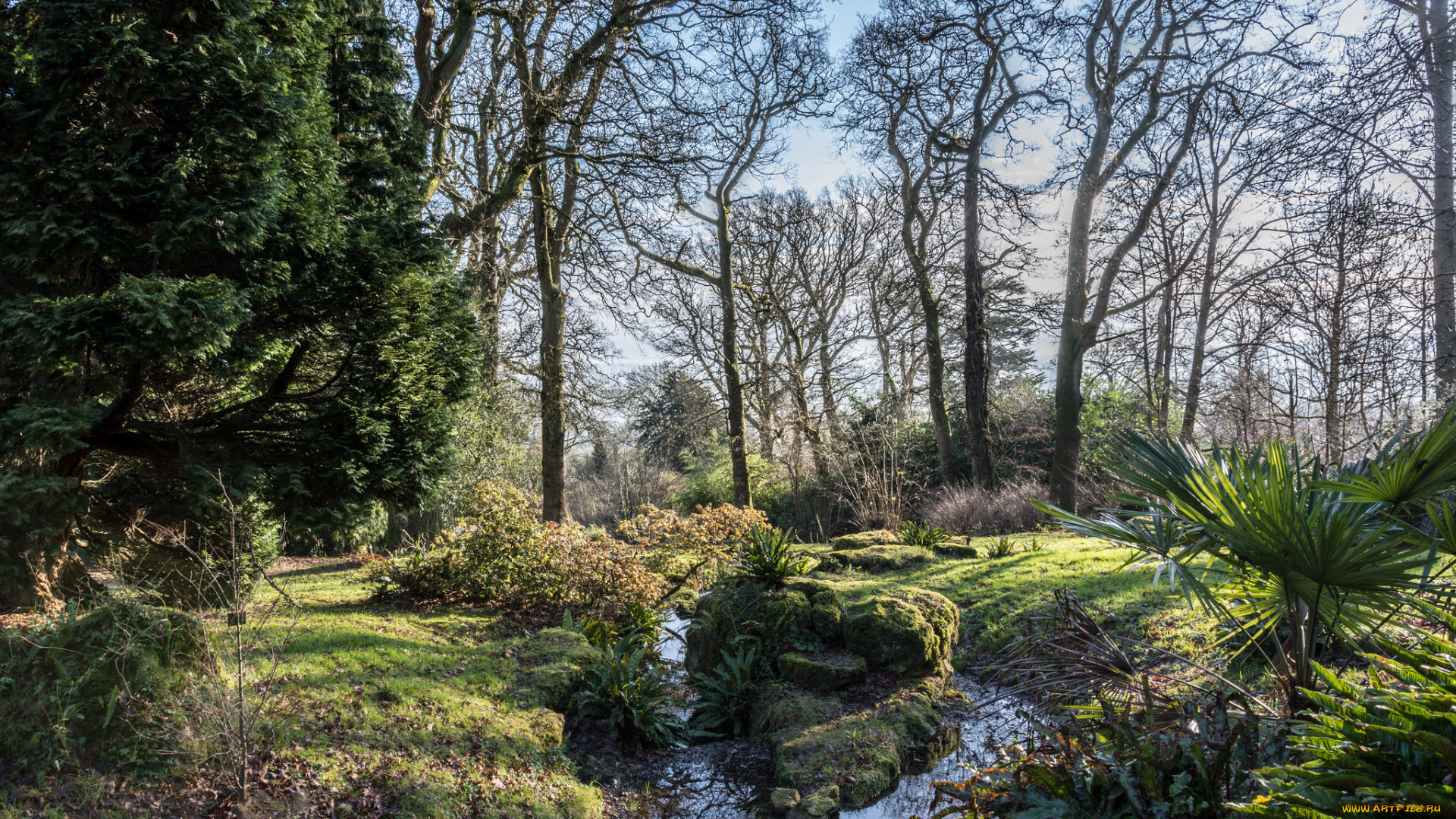 природа, реки, озера, лес, ручей