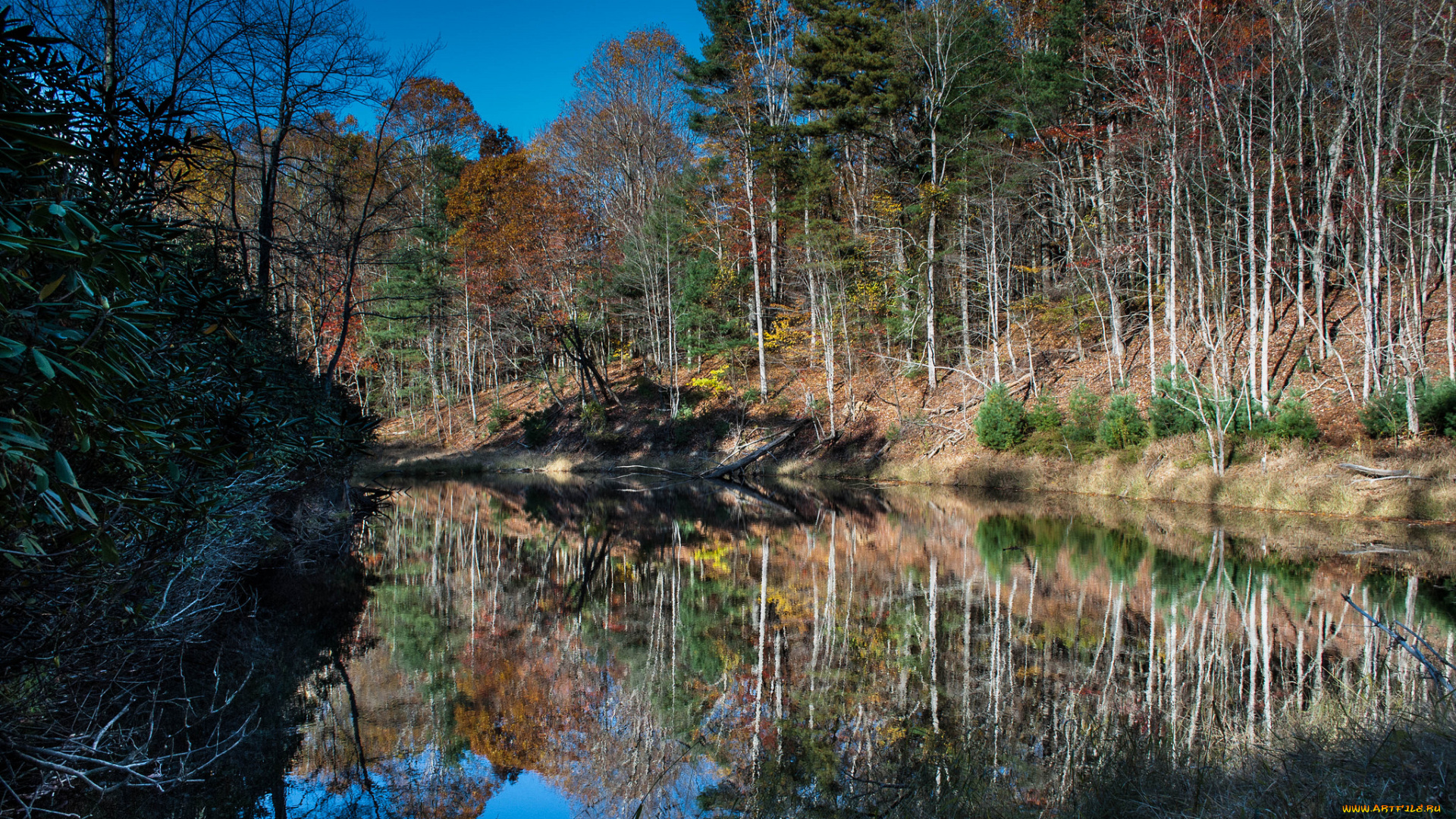 природа, реки, озера, река, лес, осень