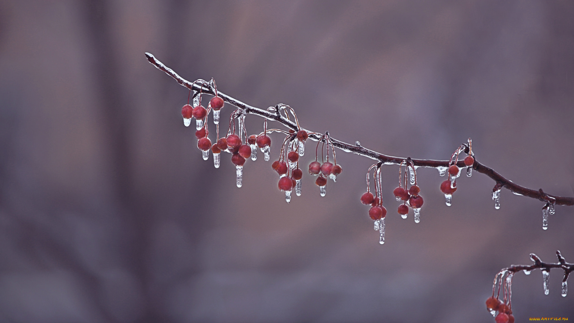 природа, Ягоды, ягоды, лёд, фон, ветка