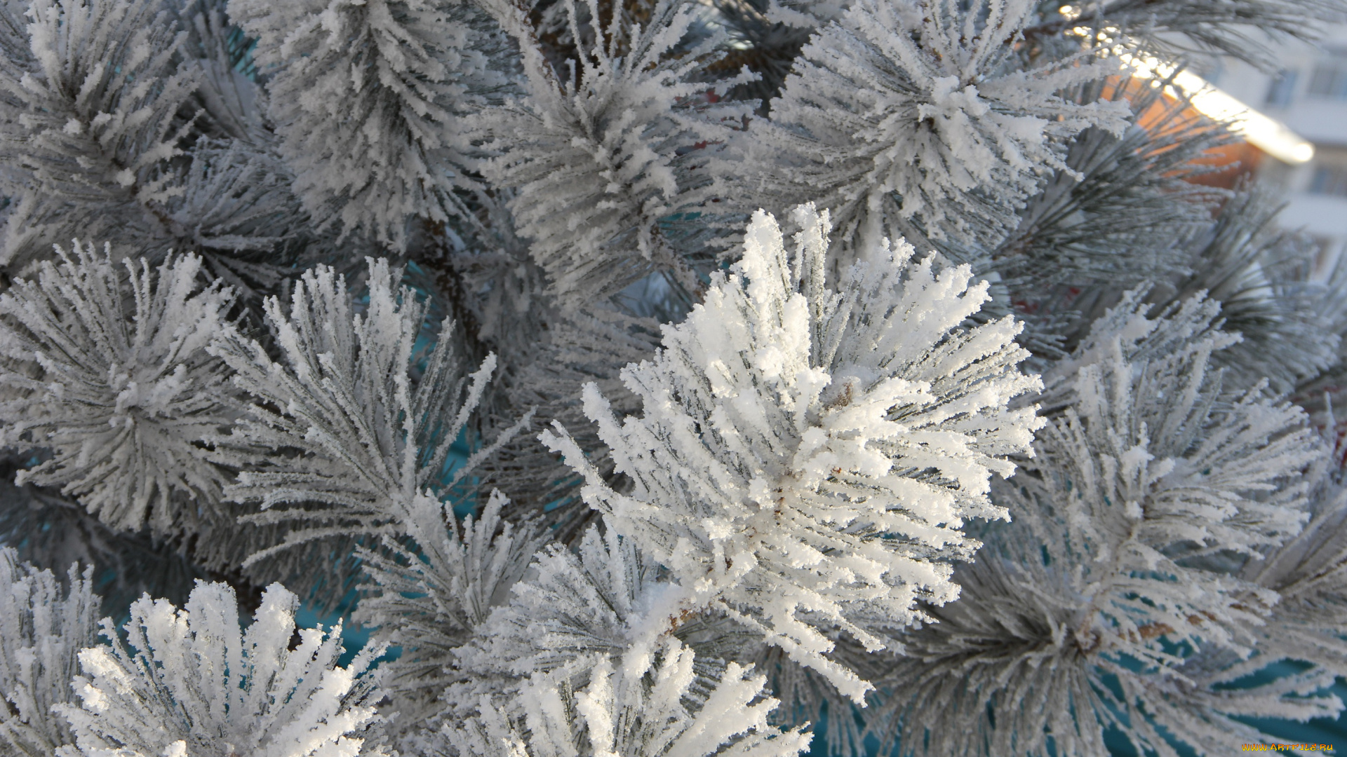 природа, зима, иней, хвоя, ветки