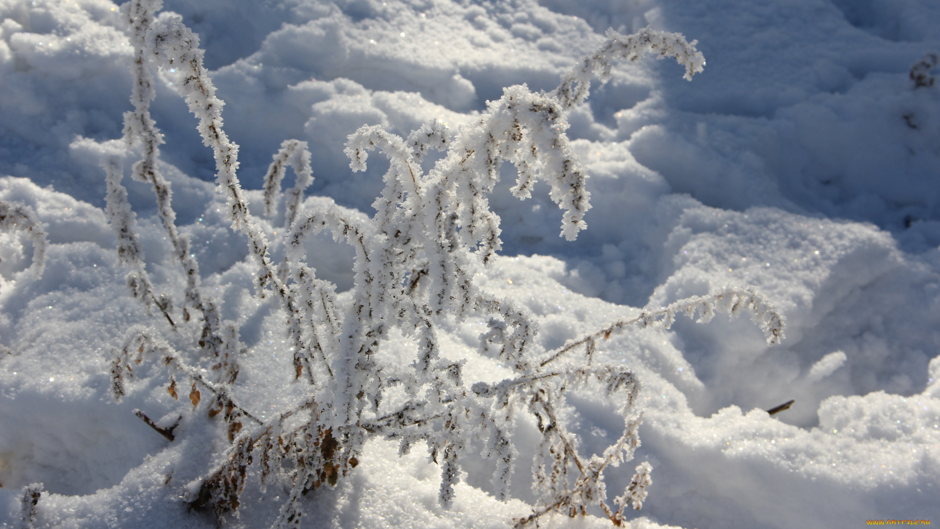 природа, зима, куст, снег, иней, трава
