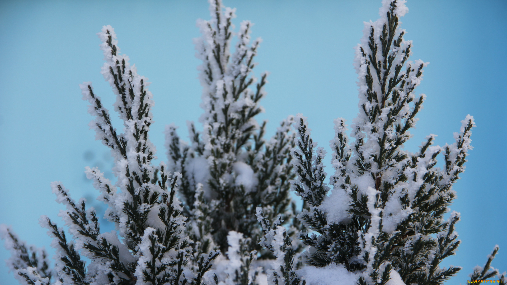 природа, зима, растение, снег