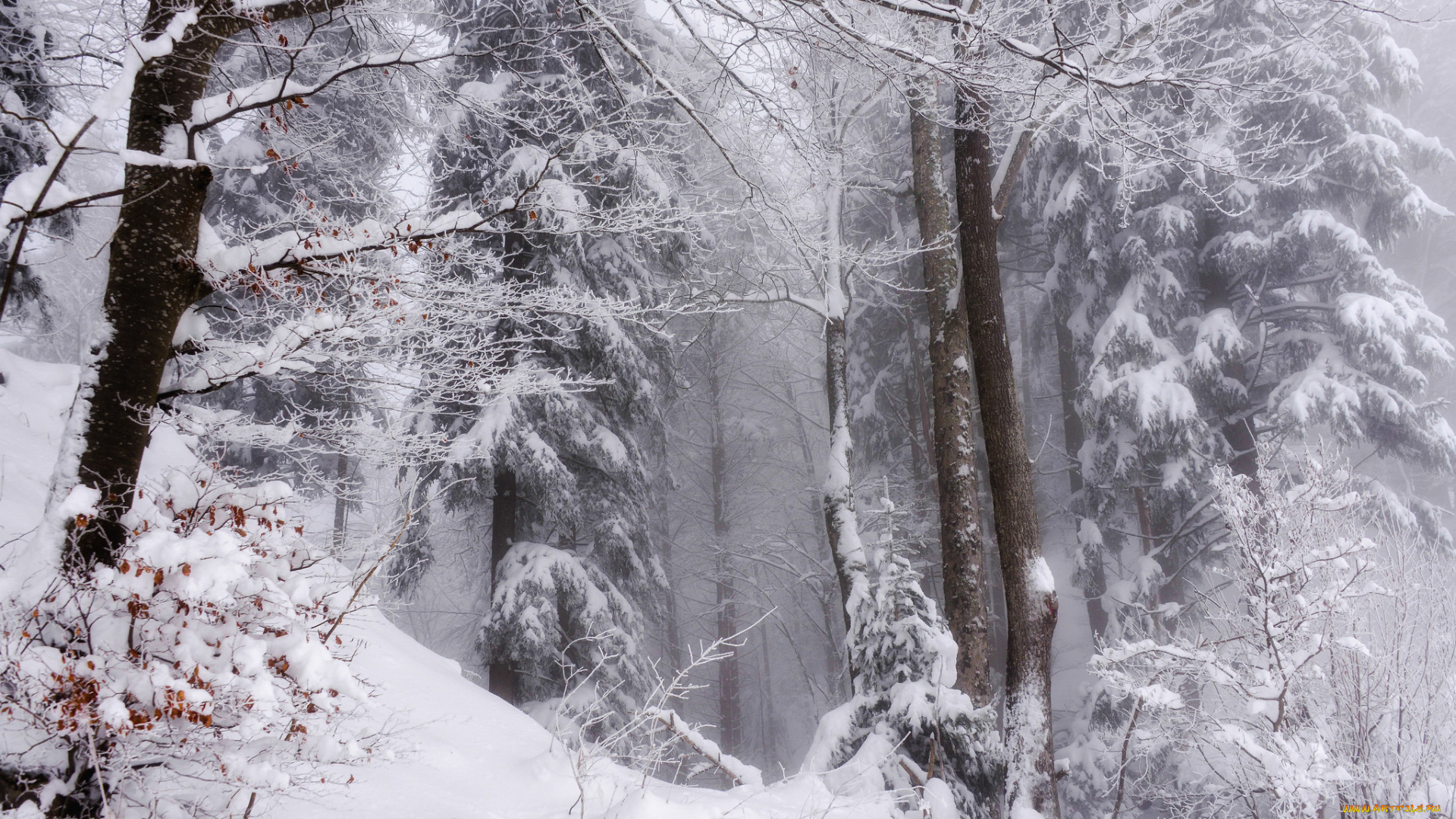 природа, зима, снег, лес