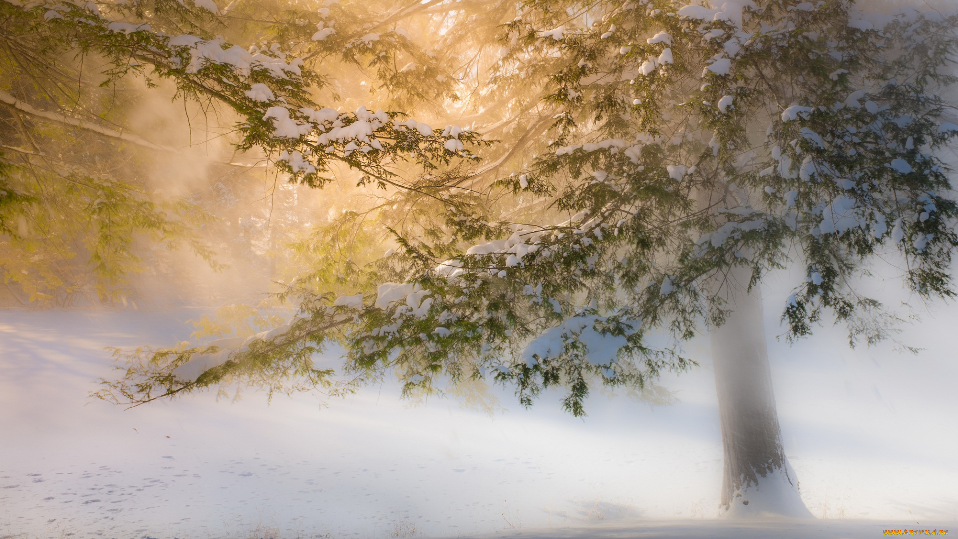 природа, зима, снег, туман, деревья