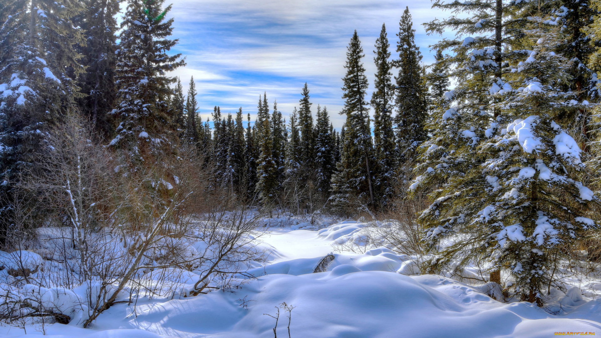 природа, зима, сугробы, снег, ельник