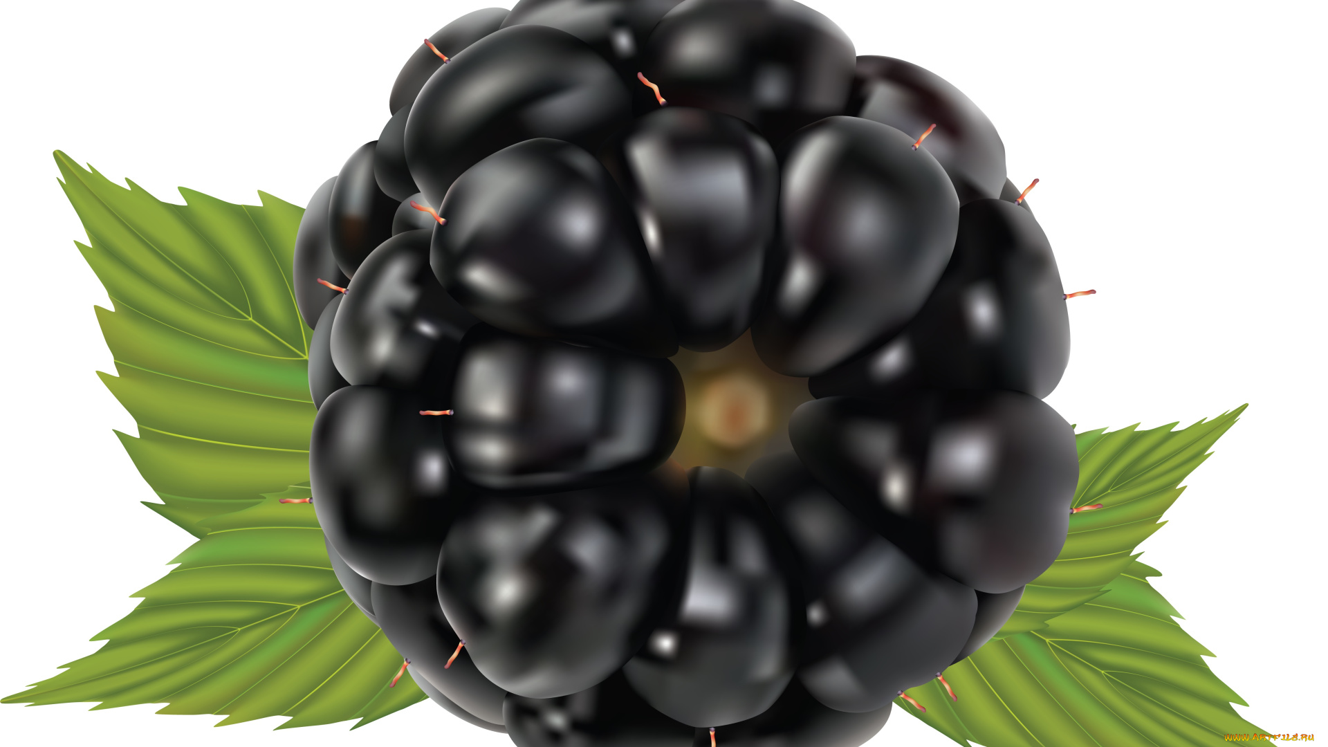 векторная, графика, еда, фон, листья, ежевика