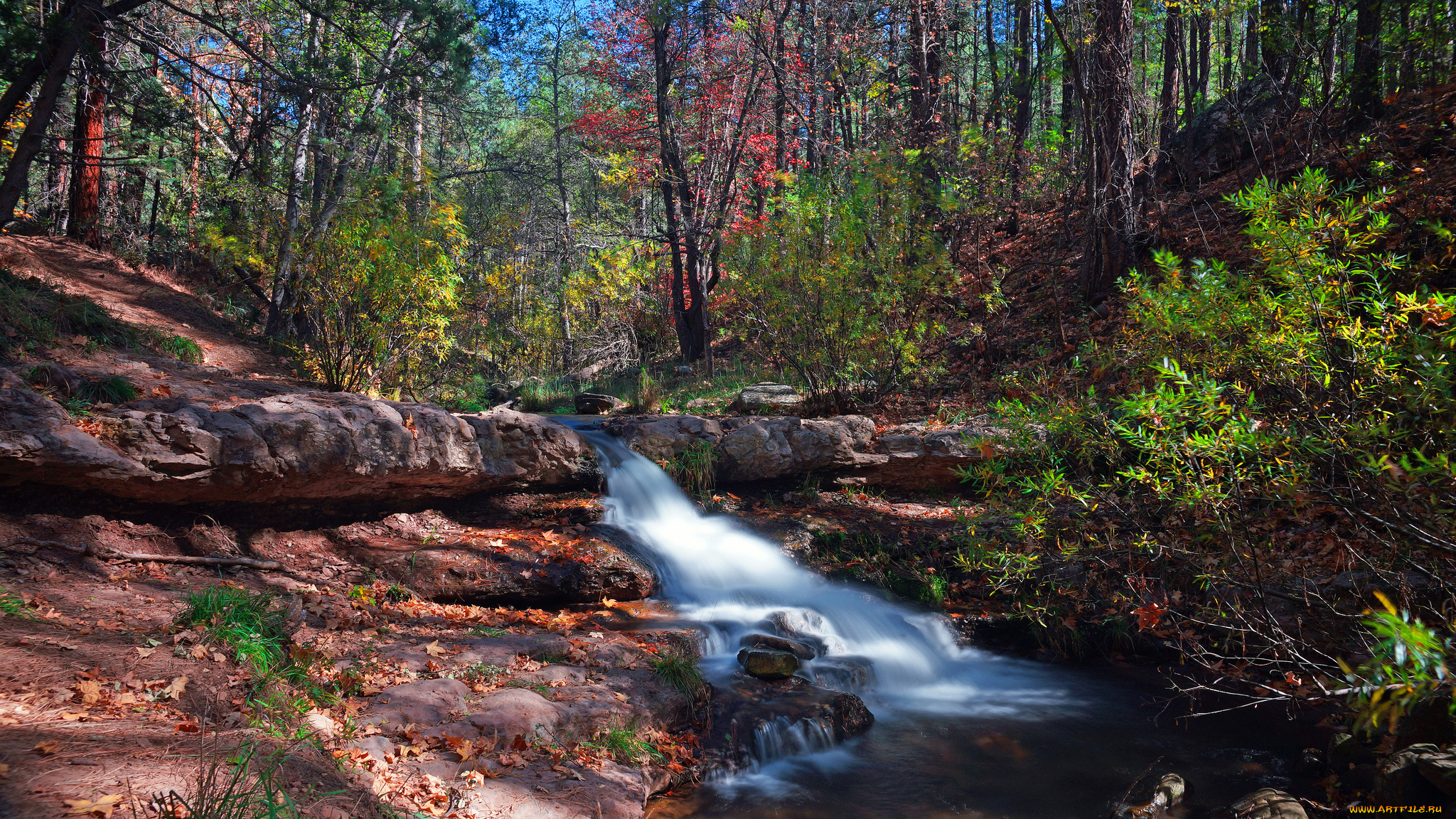 природа, реки, озера, ручей, лес