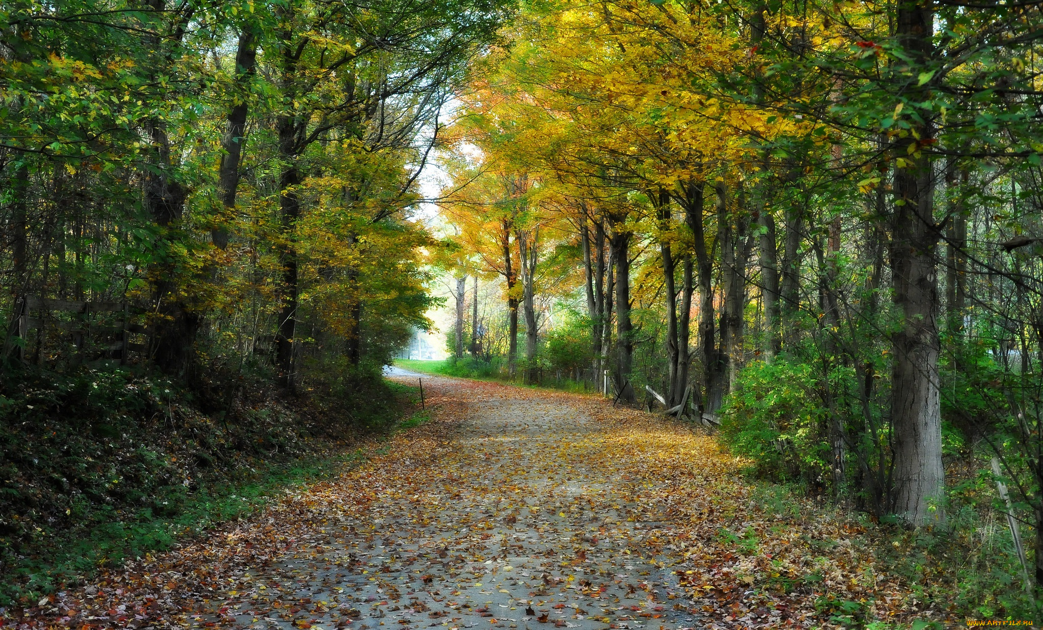природа, дороги, листва, тракт, лес