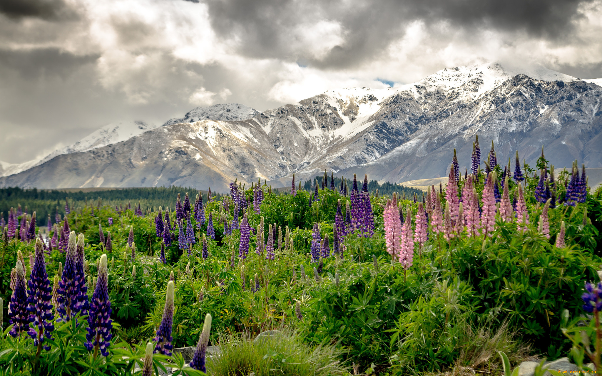 природа, луга, цветы, горы