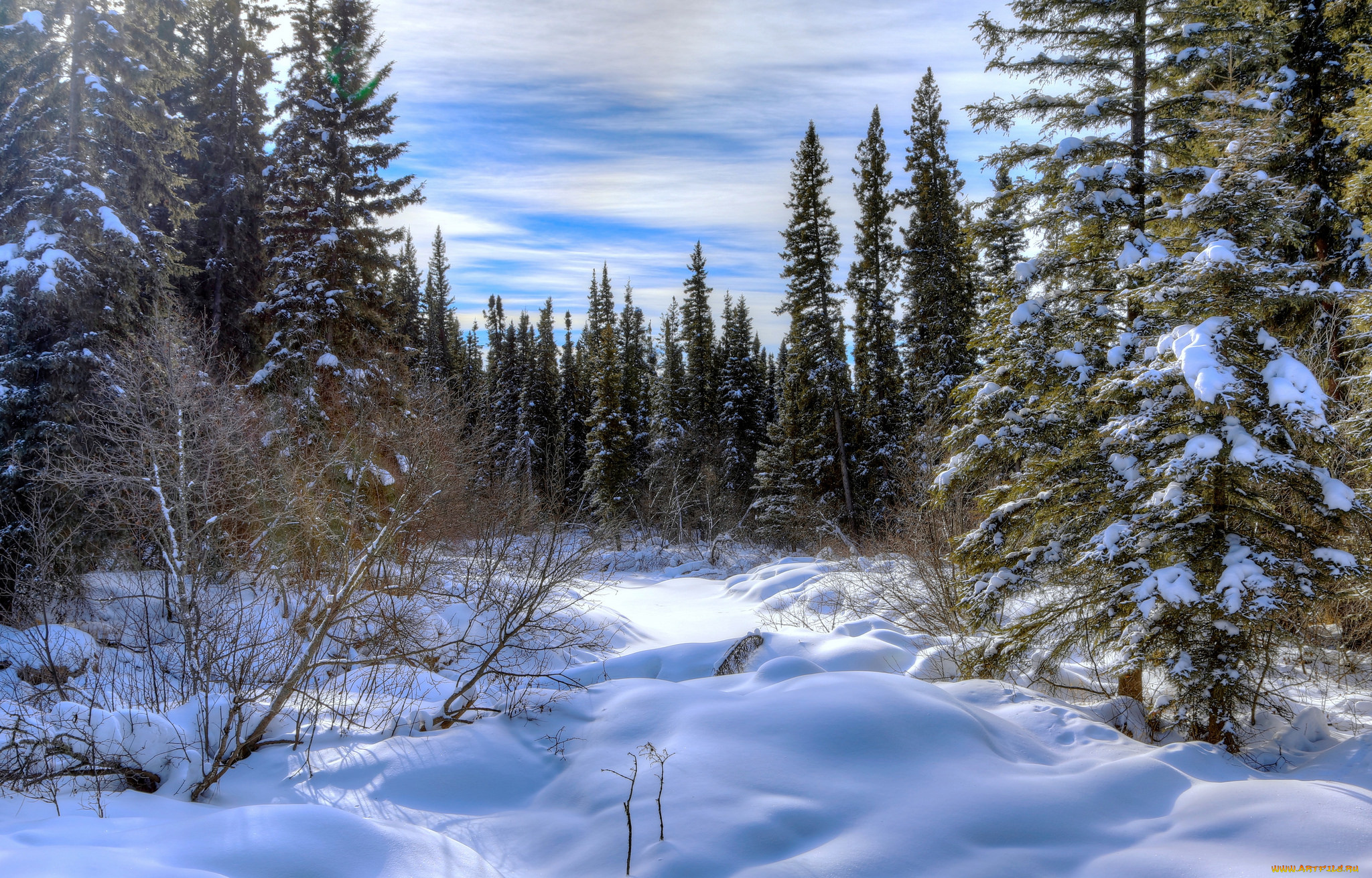природа, зима, сугробы, снег, ельник