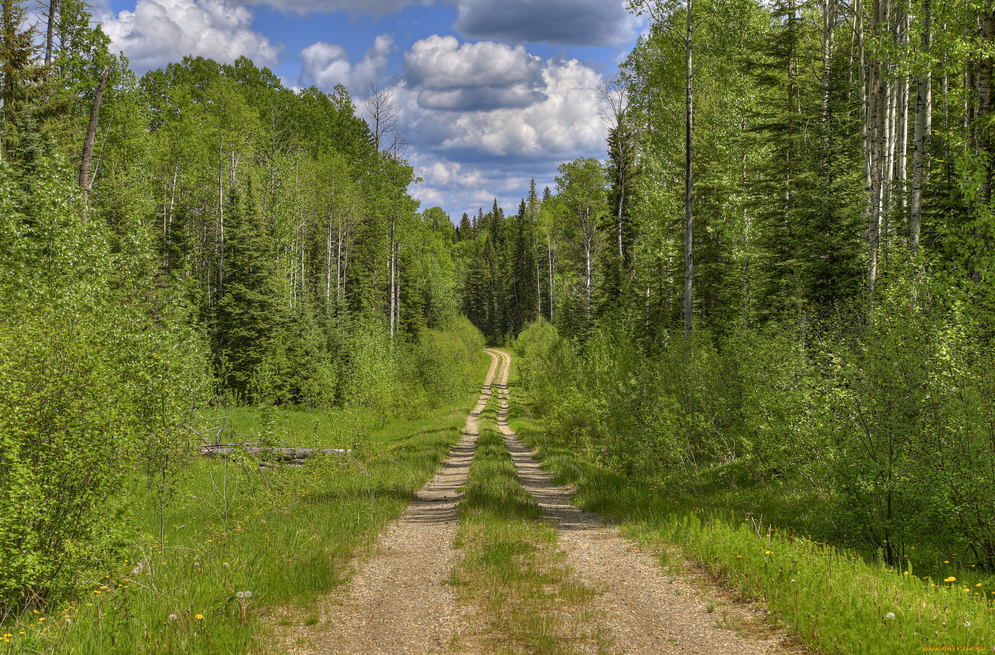 природа, дороги, тракт, лес