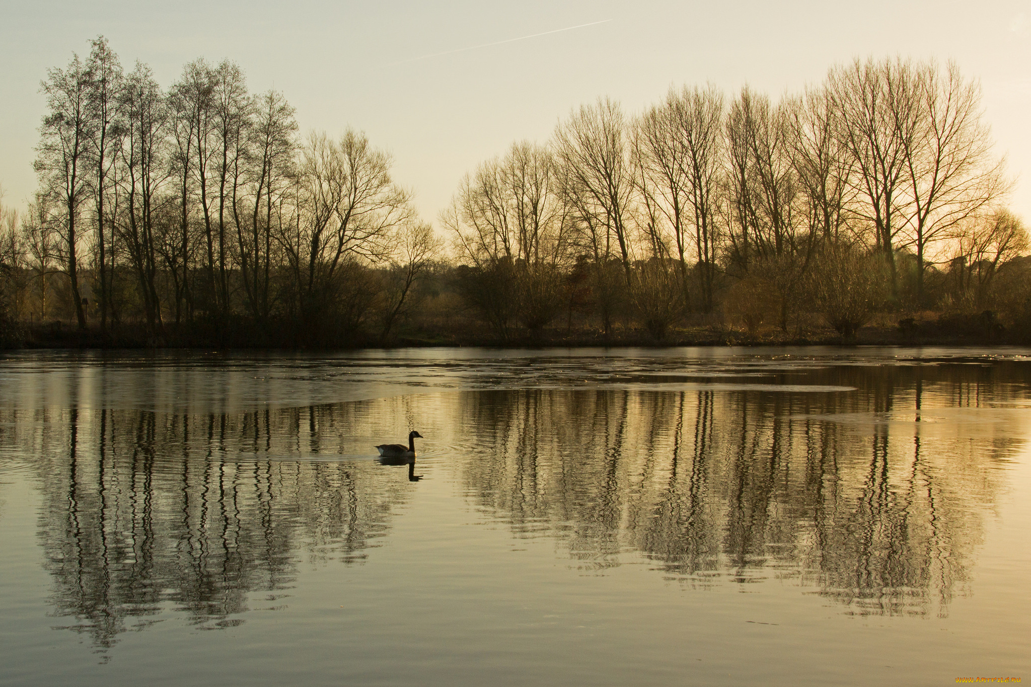 природа, реки, озера, деревья, озеро, вечер, гусь
