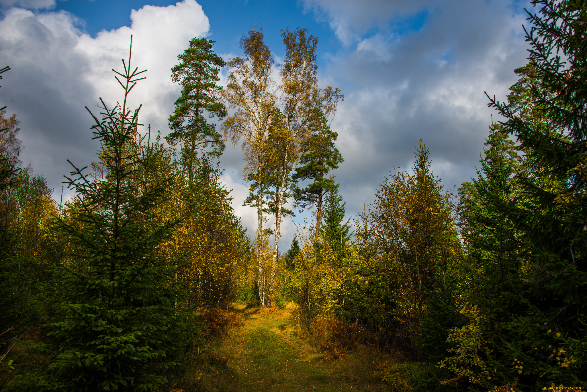 природа, лес, прогалина