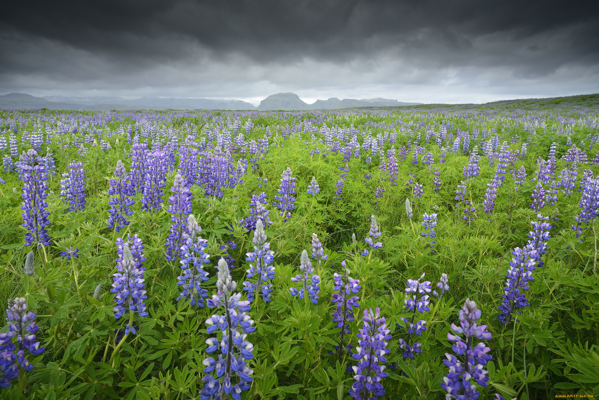 природа, луга, поле, трава, цветы