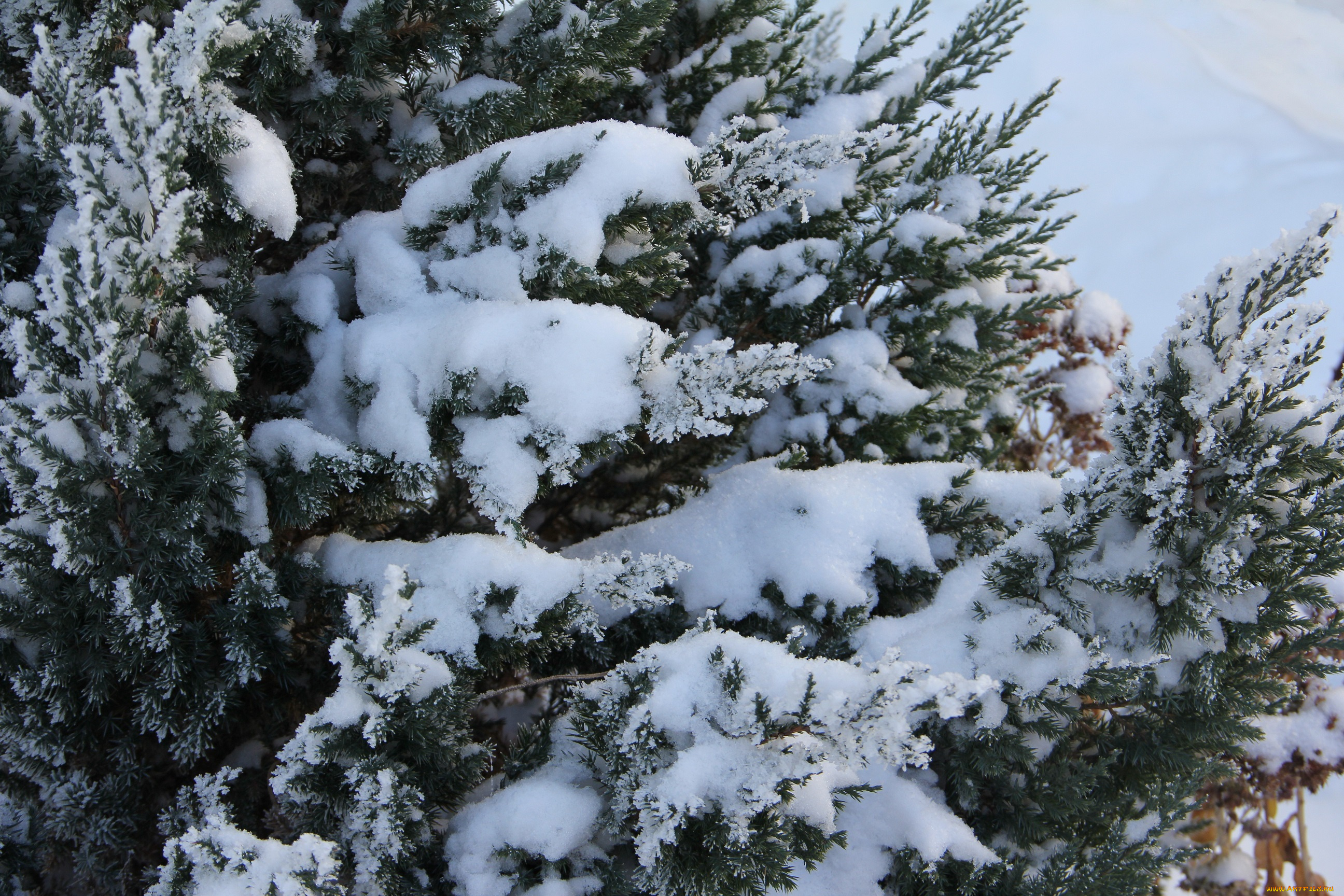 природа, зима, растение, снег