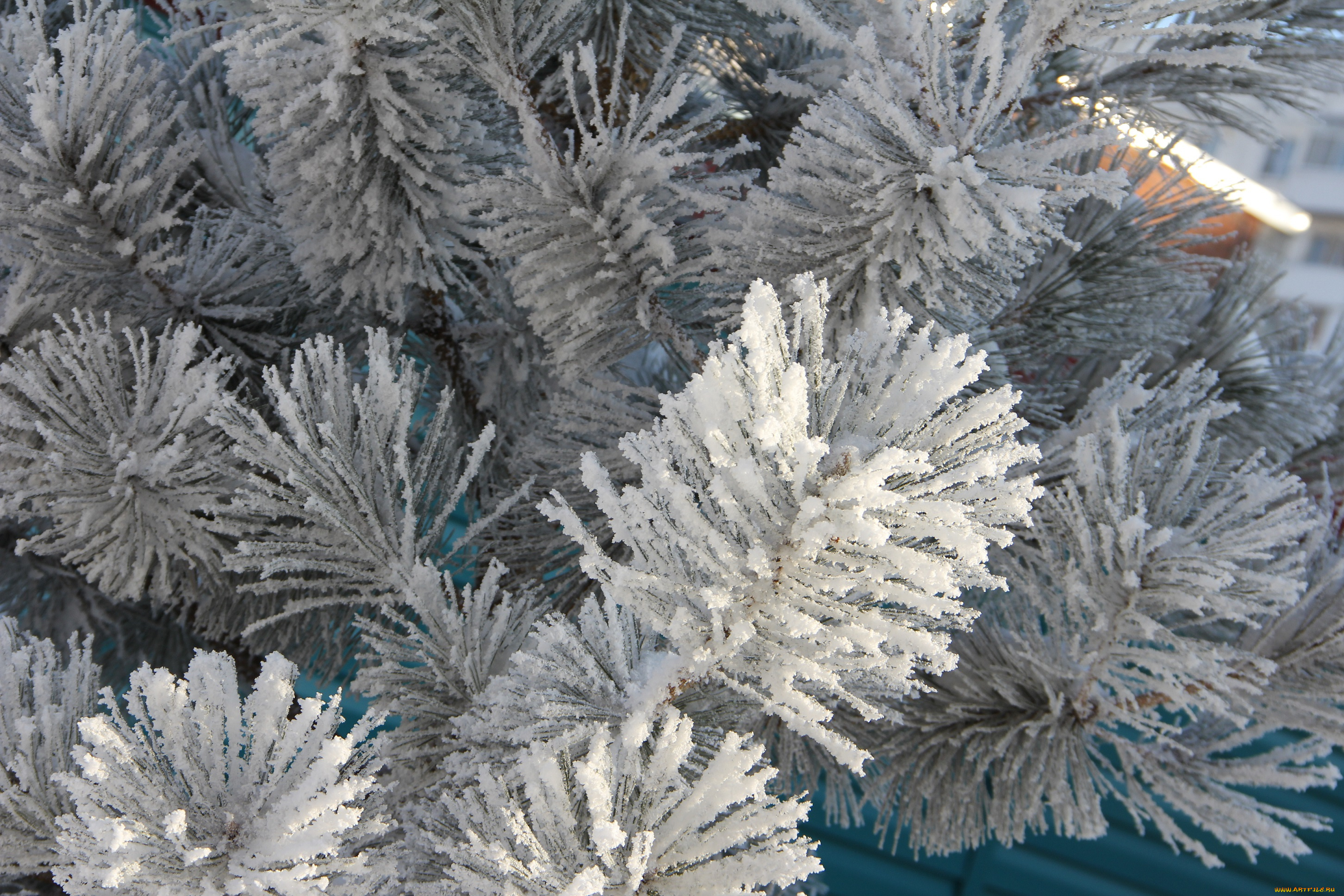 природа, зима, иней, хвоя, ветки