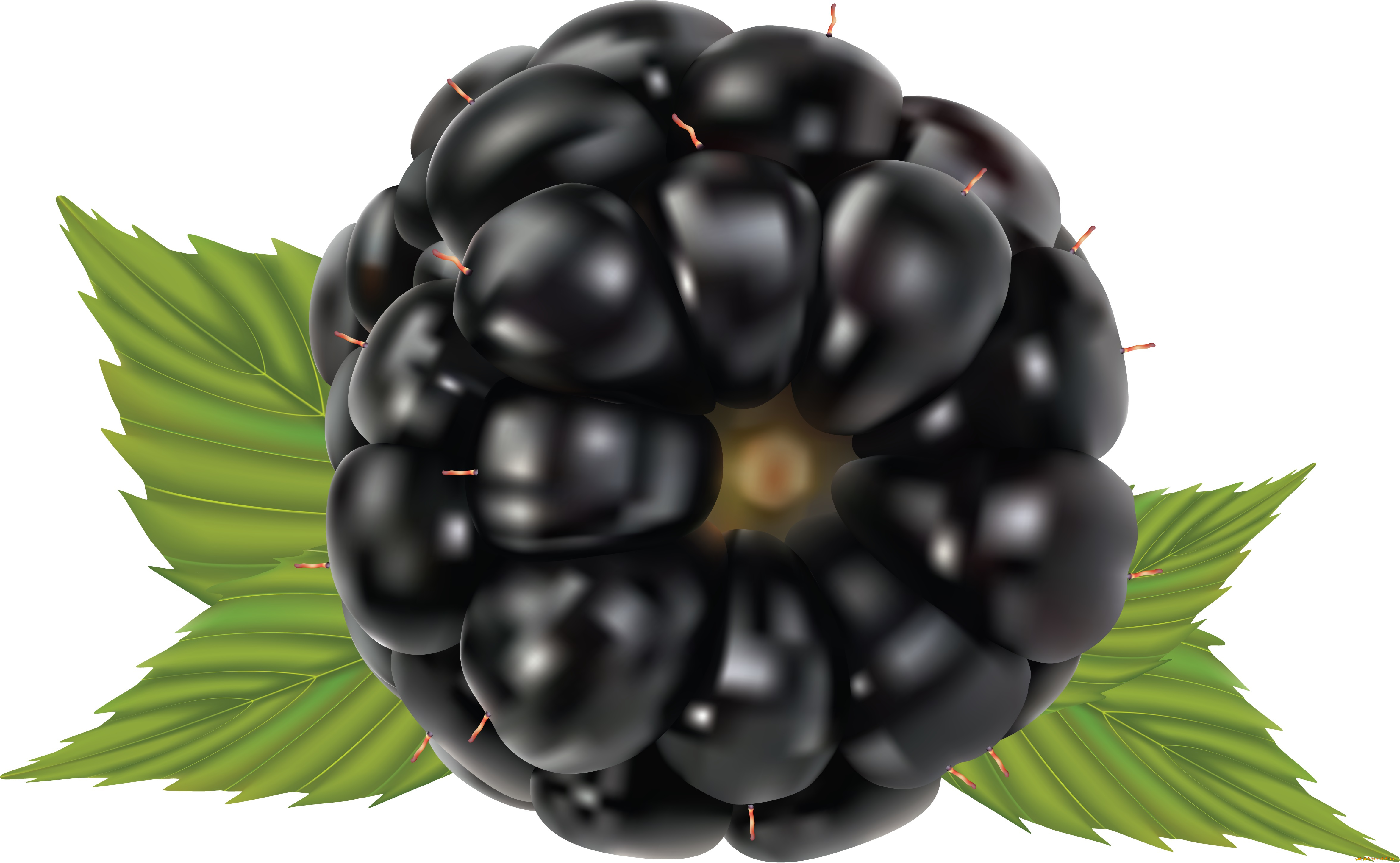 векторная, графика, еда, фон, листья, ежевика