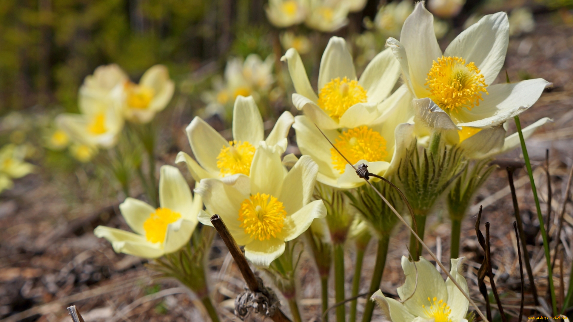 цветы, анемоны, , сон-трава, анемон, весна, макро