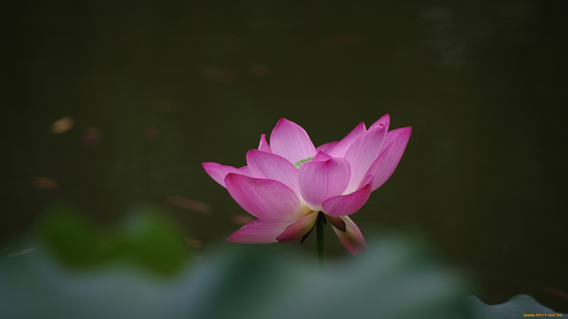 цветы, лотосы, цветок