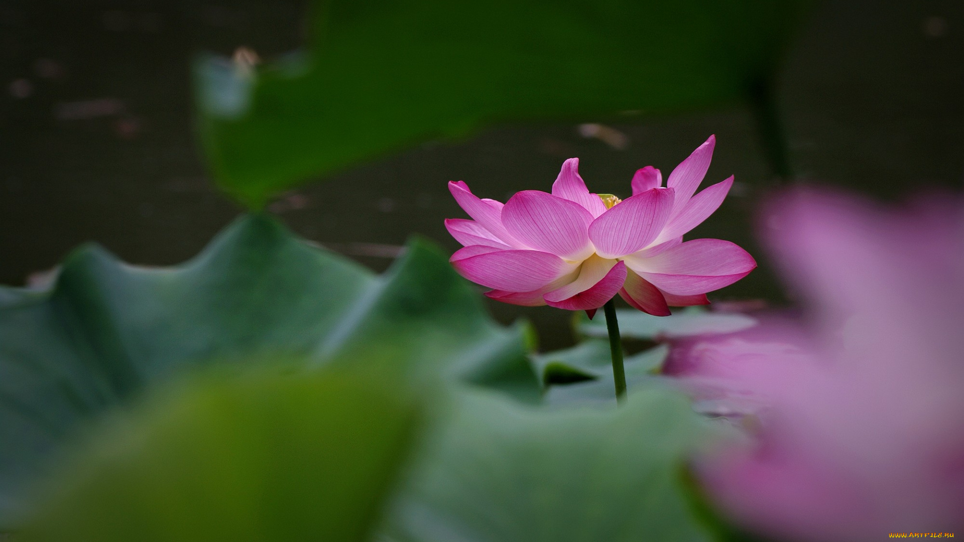 цветы, лотосы, цветок