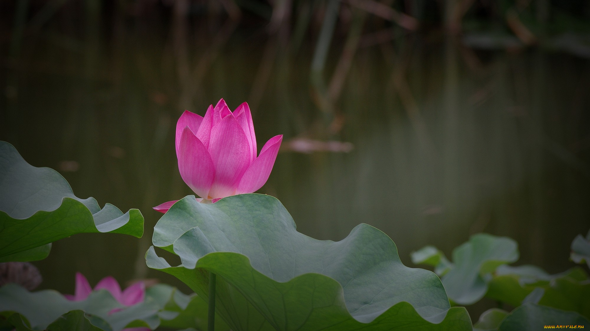 цветы, лотосы, цветок